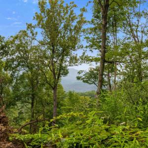 Photo #58 of 198 acres RUNIONS CREEK RD, BROADWAY, VA 198.5 acres