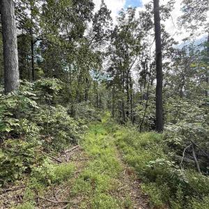Photo #30 of 198 acres RUNIONS CREEK RD, BROADWAY, VA 198.5 acres