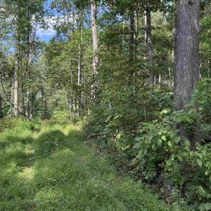 Photo #25 of 198 acres RUNIONS CREEK RD, BROADWAY, VA 198.5 acres
