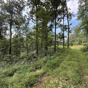 Photo #28 of 198 acres RUNIONS CREEK RD, BROADWAY, VA 198.5 acres