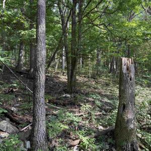 Photo #16 of 198 acres RUNIONS CREEK RD, BROADWAY, VA 198.5 acres