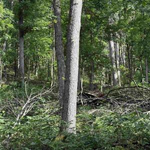 Photo #31 of 198 acres RUNIONS CREEK RD, BROADWAY, VA 198.5 acres
