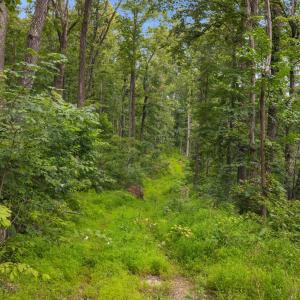 Photo #54 of 198 acres RUNIONS CREEK RD, BROADWAY, VA 198.5 acres