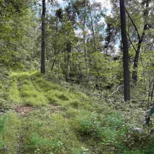 Photo #27 of 198 acres RUNIONS CREEK RD, BROADWAY, VA 198.5 acres