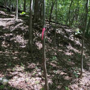 Photo #6 of TM 42-1c BEAHM TOWN RD, CULPEPER, VA 23.3 acres