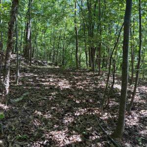 Photo #5 of TM 42-1c BEAHM TOWN RD, CULPEPER, VA 23.3 acres