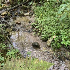 Photo #8 of 3047 WHIPPOORWILL RD, MADISON, VA 35.8 acres