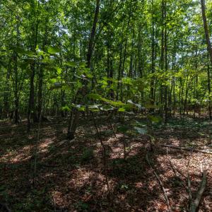Photo #5 of 1.78 acres TRAYFOOT RD, GROTTOES, VA 1.8 acres