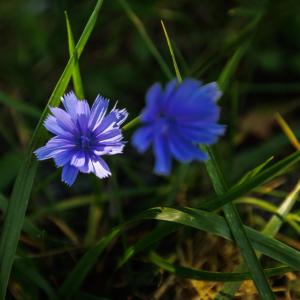 Photo #7 of 1.78 acres TRAYFOOT RD, GROTTOES, VA 1.8 acres