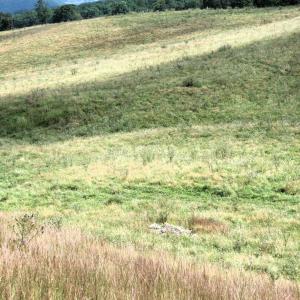 Photo #11 of TBD MILL GAP RD, MONTEREY, VA 24.9 acres