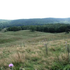 Photo #9 of TBD MILL GAP RD, MONTEREY, VA 24.9 acres