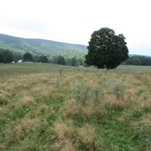 Photo #16 of TBD MILL GAP RD, MONTEREY, VA 24.9 acres