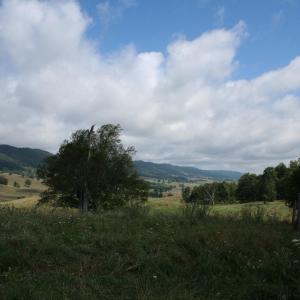 Photo #6 of TBD MILL GAP RD, MONTEREY, VA 23.9 acres