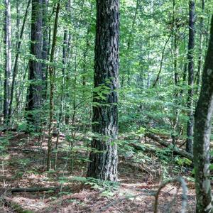 Photo #11 of LOT C LINK EVANS LN, EARLYSVILLE, VA 21.1 acres