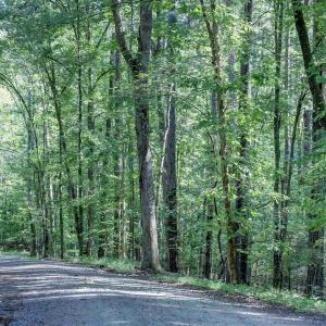 Photo #14 of LOT C LINK EVANS LN, EARLYSVILLE, VA 21.1 acres
