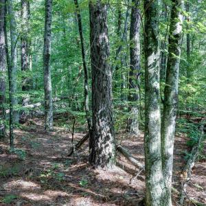 Photo #9 of LOT C LINK EVANS LN, EARLYSVILLE, VA 21.1 acres
