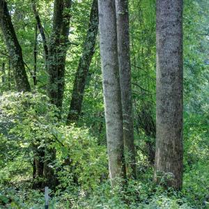 Photo #10 of LOT C LINK EVANS LN, EARLYSVILLE, VA 21.1 acres