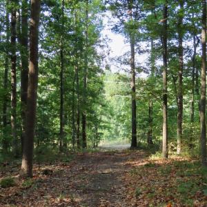 Photo #8 of MARGES MOUNTAIN LN, AMISSVILLE, VA 31.9 acres