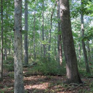 Photo #24 of MARGES MOUNTAIN LN, AMISSVILLE, VA 31.9 acres
