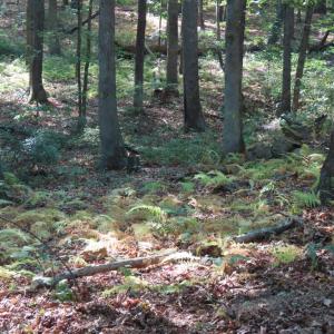 Photo #23 of MARGES MOUNTAIN LN, AMISSVILLE, VA 31.9 acres
