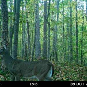 Photo #4 of MARGES MOUNTAIN LN, AMISSVILLE, VA 31.9 acres