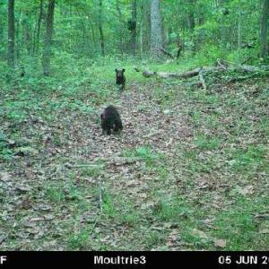 Photo #5 of MARGES MOUNTAIN LN, AMISSVILLE, VA 31.9 acres