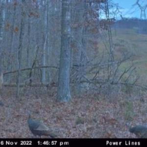 Photo #29 of MARGES MOUNTAIN LN, AMISSVILLE, VA 31.9 acres