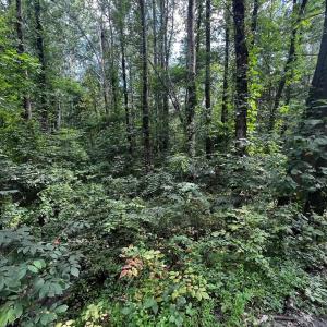Photo #3 of TBD GREENE ACRES RD, STANARDSVILLE, VA 0.8 acres