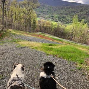 Photo #13 of 118 LEXINGTON CT, STANARDSVILLE, VA 19.4 acres