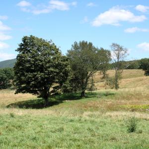 Photo #5 of TBD MILL GAP RD, MONTEREY, VA 19.5 acres