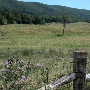 Photo #3 of TBD MILL GAP RD, MONTEREY, VA 19.5 acres