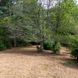 Photo #17 of Lot 4 ZINKS MILL SCHOOL RD, MONTEBELLO, VA 14.9 acres