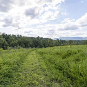 Photo #3 of Lot 5 GILLUMS RIDGE RD, CHARLOTTESVILLE, VA 3.1 acres