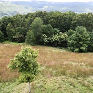 Photo #5 of .TBD DOE HILL RD, MC DOWELL, VA 35.5 acres