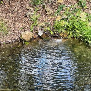 Photo #45 of .TBD DOE HILL RD, MC DOWELL, VA 35.5 acres