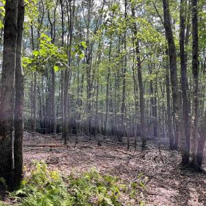 Photo #27 of .TBD DOE HILL RD, MC DOWELL, VA 35.5 acres