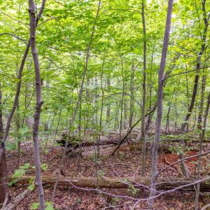 Photo #4 of MAE DR, STANARDSVILLE, VA 2.8 acres