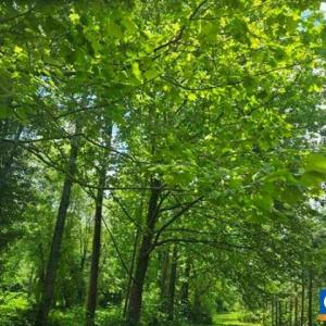 Photo #14 of JAMES RIVER RD, WINGINA, VA 36.9 acres