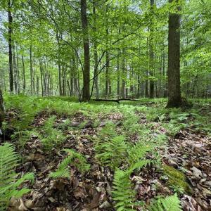 Photo #10 of TBD STAREY DRAFT LN, WEST AUGUSTA, VA 7.2 acres