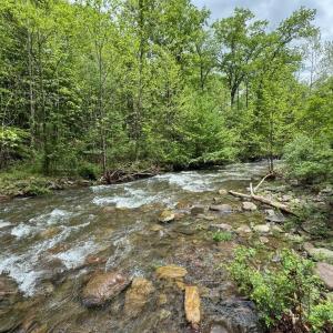 ...Native Brook Trout