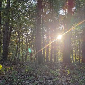Photo #4 of LERNER LN, BASYE, VA 0.3 acres