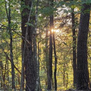 Photo #1 of LERNER LN, BASYE, VA 0.3 acres