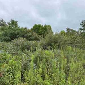 Photo #20 of TBA OLD GREEN MOUNTAIN RD, ESMONT, VA 57.7 acres