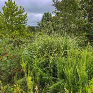 Photo #24 of TBA OLD GREEN MOUNTAIN RD, ESMONT, VA 57.7 acres