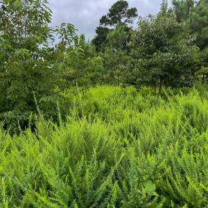 Photo #21 of TBA OLD GREEN MOUNTAIN RD, ESMONT, VA 57.7 acres