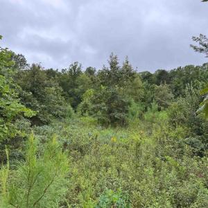 Photo #15 of TBA OLD GREEN MOUNTAIN RD, ESMONT, VA 57.7 acres