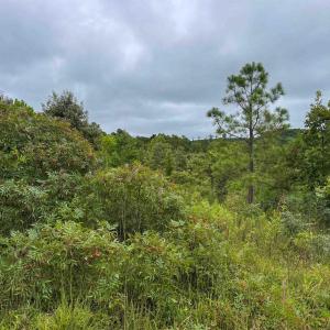 Photo #28 of TBA OLD GREEN MOUNTAIN RD, ESMONT, VA 57.7 acres