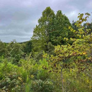 Photo #14 of TBA OLD GREEN MOUNTAIN RD, ESMONT, VA 57.7 acres