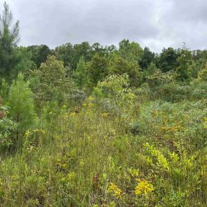 Photo #23 of TBA OLD GREEN MOUNTAIN RD, ESMONT, VA 57.7 acres