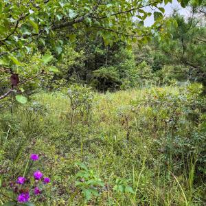 Photo #17 of TBA OLD GREEN MOUNTAIN RD, ESMONT, VA 57.7 acres